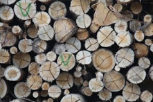 front-page-lumber