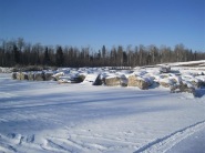 birch-firewood