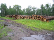 sawmill5