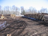 tree-length-logs